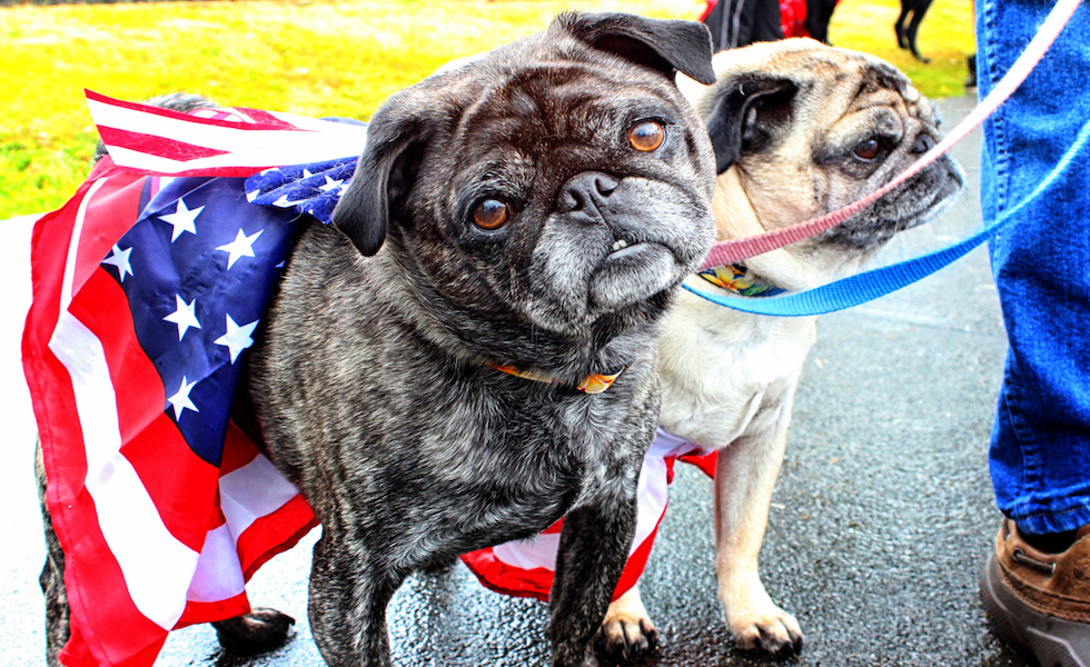 Foster City 4th Of July Celebration, Dog Parade & Fireworks Hero